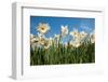 Daffodils-Ivonnewierink-Framed Photographic Print