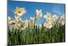 Daffodils-Ivonnewierink-Mounted Photographic Print