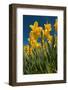 Daffodils-Ivonnewierink-Framed Photographic Print