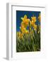 Daffodils-Ivonnewierink-Framed Photographic Print