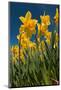 Daffodils-Ivonnewierink-Mounted Photographic Print