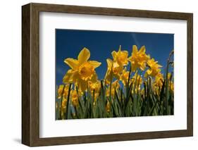 Daffodils-Ivonnewierink-Framed Photographic Print