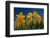 Daffodils-Ivonnewierink-Framed Photographic Print