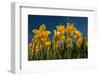 Daffodils-Ivonnewierink-Framed Photographic Print