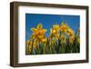 Daffodils-Ivonnewierink-Framed Photographic Print