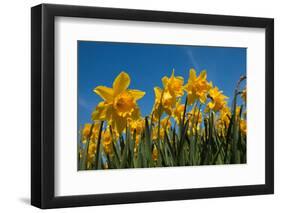 Daffodils-Ivonnewierink-Framed Photographic Print