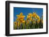 Daffodils-Ivonnewierink-Framed Photographic Print