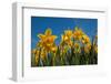 Daffodils-Ivonnewierink-Framed Photographic Print