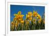 Daffodils-Ivonnewierink-Framed Photographic Print