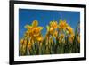 Daffodils-Ivonnewierink-Framed Photographic Print