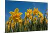 Daffodils-Ivonnewierink-Mounted Photographic Print