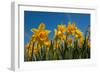 Daffodils-Ivonnewierink-Framed Photographic Print