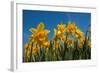 Daffodils-Ivonnewierink-Framed Photographic Print