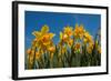 Daffodils-Ivonnewierink-Framed Photographic Print