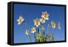 Daffodils-Charles Bowman-Framed Stretched Canvas