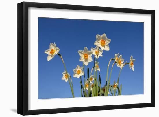 Daffodils-Charles Bowman-Framed Photographic Print