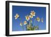 Daffodils-Charles Bowman-Framed Photographic Print