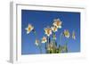 Daffodils-Charles Bowman-Framed Photographic Print