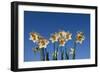 Daffodils-Charles Bowman-Framed Photographic Print