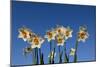 Daffodils-Charles Bowman-Mounted Photographic Print