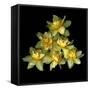 Daffodils-Magda Indigo-Framed Stretched Canvas