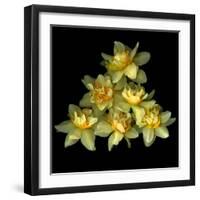 Daffodils-Magda Indigo-Framed Photographic Print