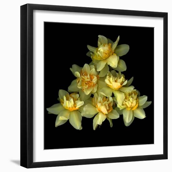 Daffodils-Magda Indigo-Framed Photographic Print