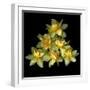 Daffodils-Magda Indigo-Framed Photographic Print