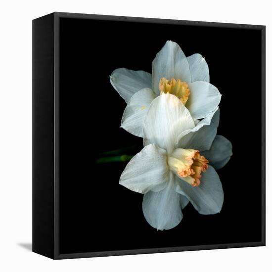 Daffodils-Magda Indigo-Framed Stretched Canvas