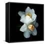 Daffodils-Magda Indigo-Framed Stretched Canvas