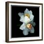 Daffodils-Magda Indigo-Framed Photographic Print