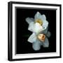 Daffodils-Magda Indigo-Framed Photographic Print