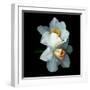 Daffodils-Magda Indigo-Framed Photographic Print