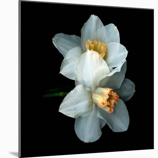 Daffodils-Magda Indigo-Mounted Photographic Print
