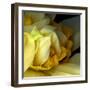 Daffodils-Magda Indigo-Framed Photographic Print