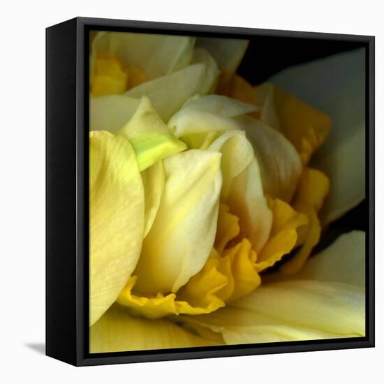 Daffodils-Magda Indigo-Framed Stretched Canvas