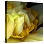 Daffodils-Magda Indigo-Stretched Canvas