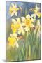 Daffodils-null-Mounted Art Print