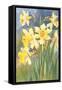 Daffodils-null-Framed Stretched Canvas