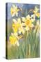 Daffodils-null-Stretched Canvas