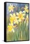 Daffodils-null-Framed Stretched Canvas