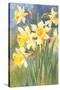 Daffodils-null-Stretched Canvas