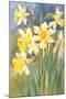 Daffodils-null-Mounted Art Print