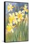 Daffodils-null-Framed Stretched Canvas