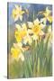 Daffodils-null-Stretched Canvas