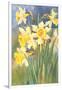 Daffodils-null-Framed Art Print