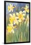 Daffodils-null-Framed Art Print