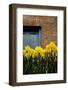 Daffodils-John Gusky-Framed Photographic Print