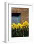 Daffodils-John Gusky-Framed Photographic Print