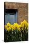 Daffodils-John Gusky-Stretched Canvas